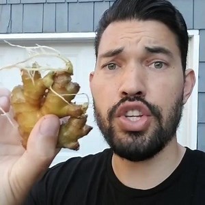 13K views · 289 reactions | Propagating ginger from rhizomes! Ginger...