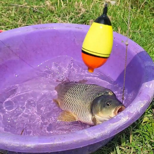 2.1K views · 12 reactions | Amazing hook fishing video #fishing #fish_video #reels | Fish CatchUp | Facebook