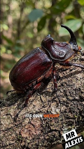 The Rhinoceros Beetle: The Strongest Insect in the World