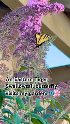 Spotted a Eastern Tiger Swallowtail #flowers #butterfly #garden