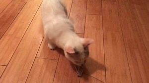 1.6K views · 97 reactions | Mrs. Liddle, one of our bonded pair of adoptable Munckin kitties, is very interested in the cat dancer in her foster home. She also loves shredding her toys and displaying them on her bed. She might be short, but she is fierce! | Friends of Chicago Animal Care and Control | Facebook