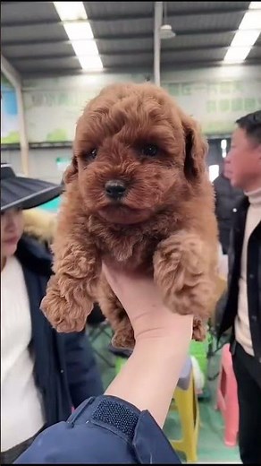 POV: You found a real-life "Teddy Bear"! 🧸🤎 | Toy Poodle Puppy