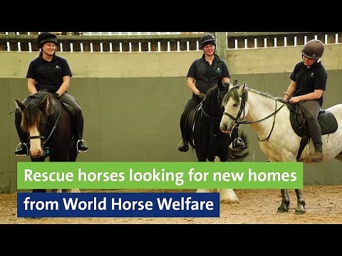 Rescue horses looking for new homes from World Horse Welfare