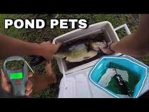 BIGGEST Largemouth Bass Pond Pet EVER! *REVENGE of THUMP*