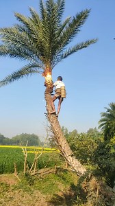 The process of preserving date palm juice is underway. #tanding #viral #Bangladesh #Manikganj #foryoupageシ #Relse #viralvideo #fb | Mohidur Creator