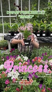 29 reactions | Dwarf Princess Lily “Magic” flowers non stop from June until November. Winter hardy and lasts for years. Good in pots or beds Planting time is from now, Available in webshop https://pergolanurseries.ecwid.com ALL IRELAND DELIVERY  32 Counties WEBSHOP https://pergolanurseries.ecwid.com Pergola Nurseries Garden Corner, Virginia,Co Cavan A gardeners oasis of quality plants Open Tuesday to Saturday 10.30-6 Open Sundays 2-6 | Pergola Nurseries Garden Corner | Facebook