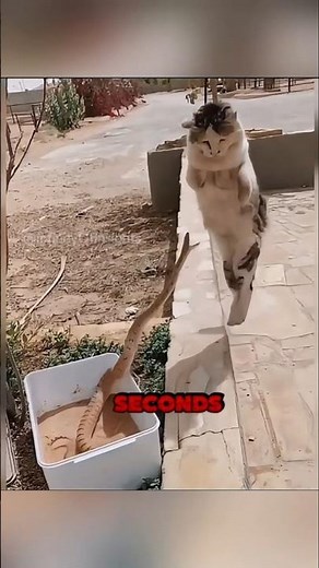 Fastest Reflexes Ever Recorded in Animals | 😲#animals #cat