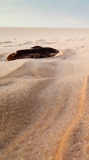 Desert Fish with Unique Abilities