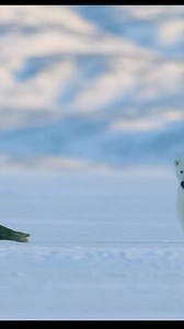 #animal #animals #nature #pet #cute #wildlife #love #dog #pets #photography #cat #cats #naturephotography #instagram #photooftheday #dogs #animallovers #instagood #wildlifephotography #art #animalphotography #of #dogsofinstagram #petstagram #bird #catsofinstagram #puppy #birds #animalsofinstagram #petsofinstagram | BingBing