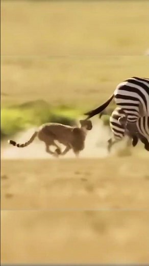 Hunting Cheetah Gets Kicked by Zebra