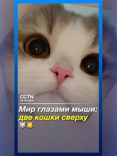 Мир глазами мыши: две кошки сверху