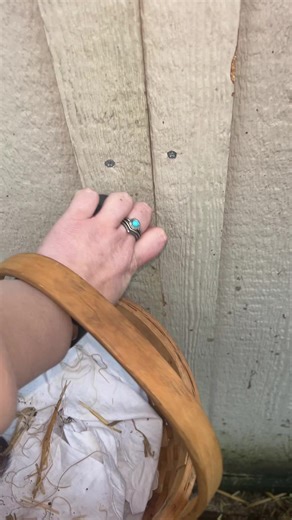 Unusual Egg-Laying Spots by My Hens