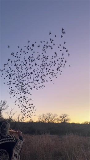 This is called a murmuration 🪶 #flutesoftiktok #doubledrone #nativeflute #birdsong #soundhealing