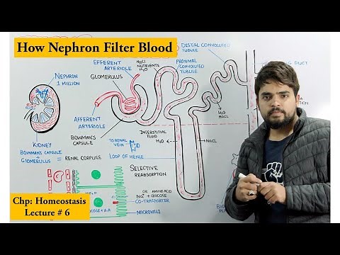 Structure and Function of Nephron