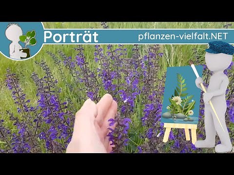 🖼️ Porträt 048 - Wiesensalbei (Salvia pratensis) - Wildpflanzen-Steckbrief (Essbar)