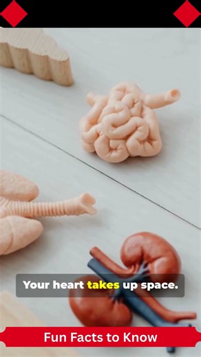 5 Mind-Blowing Facts About Your Lungs! 🫁