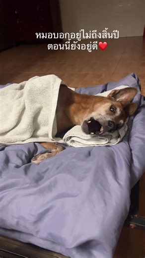 การดูแลสุนัขป่วยให้มีความสุขในชีวิต