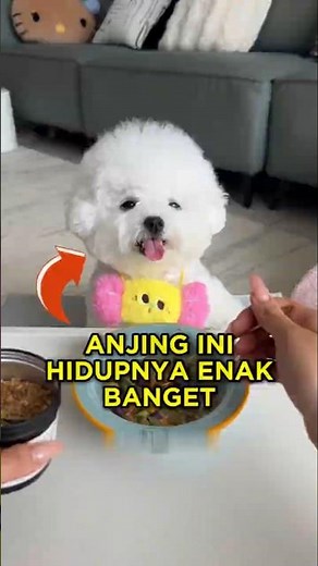 This Cute Dog Starts Her Day Like a Queen 🐶👑 #shorts #dog