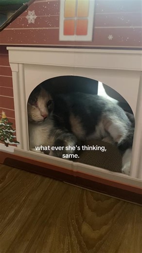 Reflections of a Cat's Mind