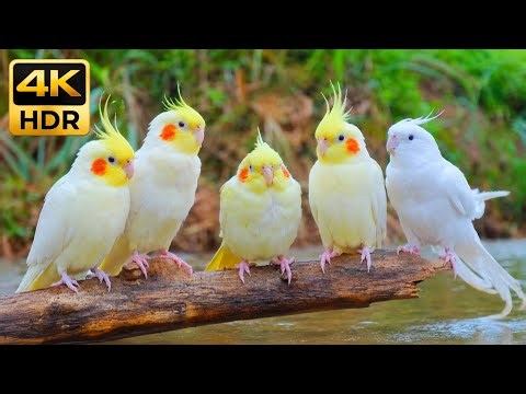 MAGICAL 4K HDR: Beautiful Cockatiels Singing & Whistling by the Water!