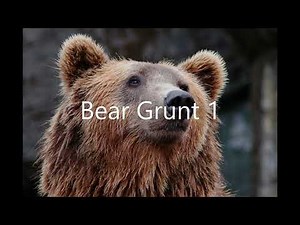 Best Bear sounds of 2022