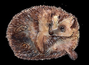 Hedgehog projects | Warwickshire Wildlife Trust