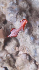 13K views · 57 reactions | @oceans_below captures a stunning flatworm...