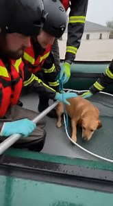 5.9K views · 183 reactions | Against the current: A dedicated team uses a large net to pull an exhausted dog from the strong flood current into the safety of their rescue boat, wrapping him in a warm blanket. | Alone Story | Facebook