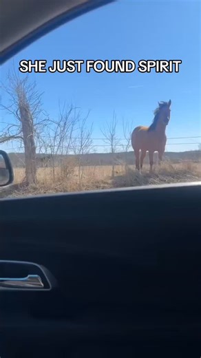 Justin on Instagram: "Super underrated movie #horses #millennial #2000s"