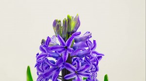 Purple flower blooming - Free Stock Video