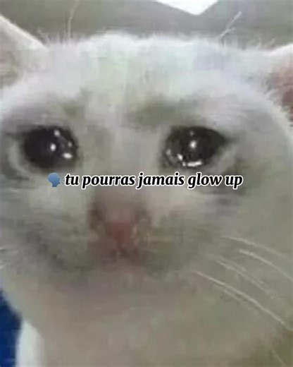 The Secret of the Sigma Cat 🐈😹