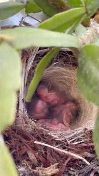 Dark- Eyed Junco Nest - Spring 2026 🐣