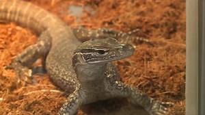 11K views · 208 reactions | Only one day left Showsters! Catch at the highlights from the second last day of the Show #eastershow | Sydney Royal Easter Show | Facebook