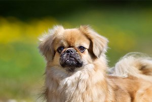 Tibetan Spaniel - Dog Breeds
