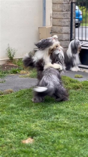 so cute | Bearded Collie Lovers