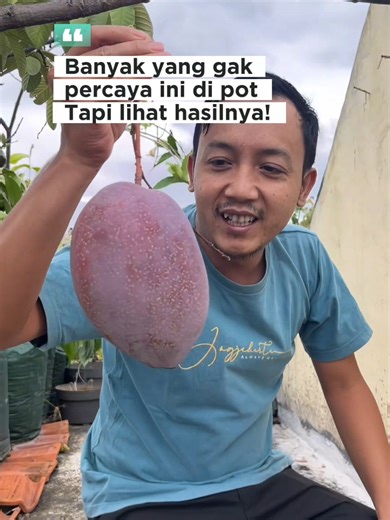 #CapCut Kamu Tim Mana? Tulis di Kolom Komentar Rahasianya: 1. Pilih bibit yang valid dari penjual bibit yang kamu yakin berasal dari indukan yang sudah valid berbuah 2. media tanamnya harus sesuai, sudah saya upload video media tanam nya 3. pupuk 4. tawakkal #tabulampotmangga #manggayuwen #urbangarden #kebunrooftop