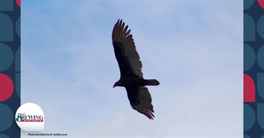 Check Out These Cool Bird Facts!