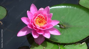 Beautiful pink lotus flower floating in water