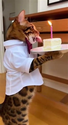 🎥 CCTV: You Won't Believe What This Cat Did...