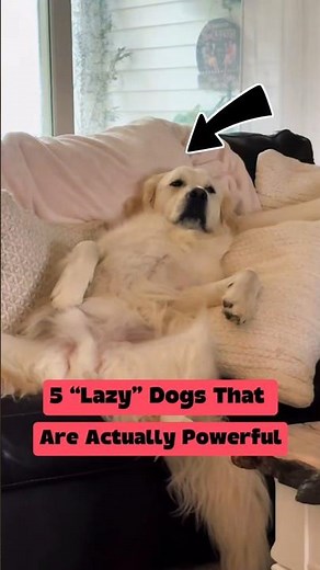 5 “Lazy” Dogs That Are Actually Powerful 😳🐕