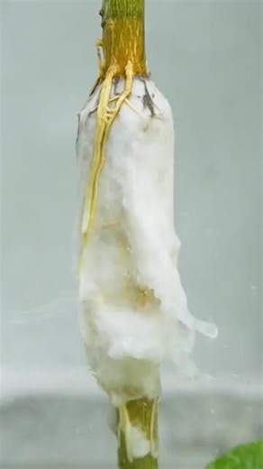 Propagation lemon tree by Tissue paper new technique #shorts | Nathan & Alsop