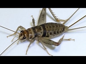 Raising Banded Crickets Bioactively in 2024!