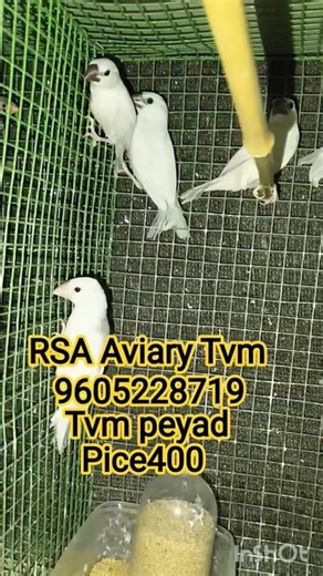 #java #semi adult#pice400#kerala #tvm