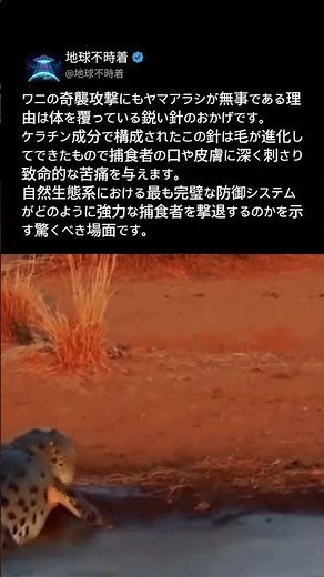 無敵の捕食者であるワニがヤマアラシを攻撃して後悔した理由