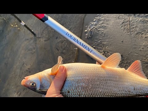 Daiwa TOURNAMNET Big Fish - Daiwa Bolognese - Rewiev