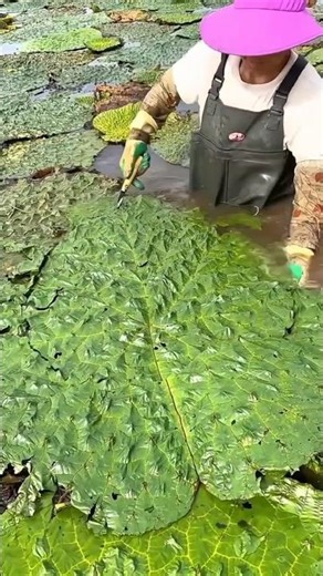 Crunchy Water Plant Sounds for Instant Relaxation 🌿✨