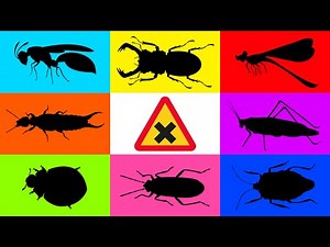 Insect: ichneumon Wasp, Stink Bug, Cotton Bug, Moss katydid, Earwig, Scarab Beetle, Dragonfly, Wasp