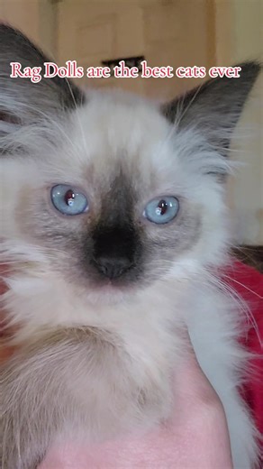 The Ragdoll is a large, docile cat breed known for its blue eyes, semi-long silky coat, and affectionate,