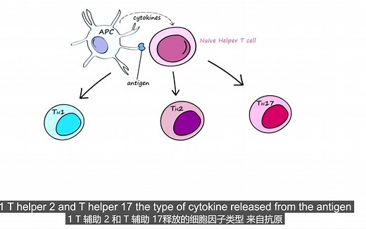 辅助T细胞Th, development,differentiation and function