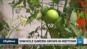 Residents grow tomatoes in sinkhole while city sits on hands